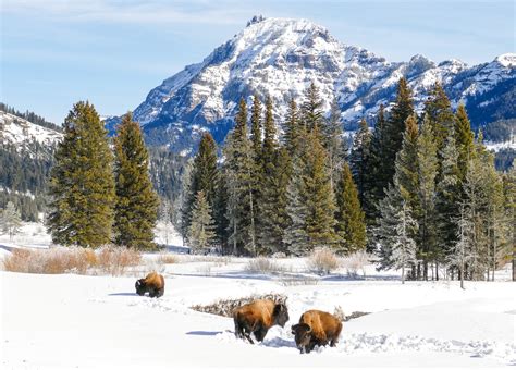 lamar valley in winter.